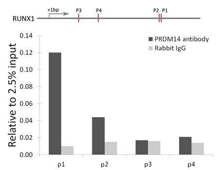 PRDM14 Antibody - Chromatin immunoprecipitation analysis of RUNX1 gene from 293 cells.