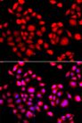 PRDM14 Antibody - Immunofluorescence analysis of A549 cells using PRDM14 antibody. Blue: DAPI for nuclear staining.