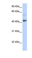 PRDM15 Antibody - PRDM15 antibody Western blot of 293T cell lysate. This image was taken for the unconjugated form of this product. Other forms have not been tested.