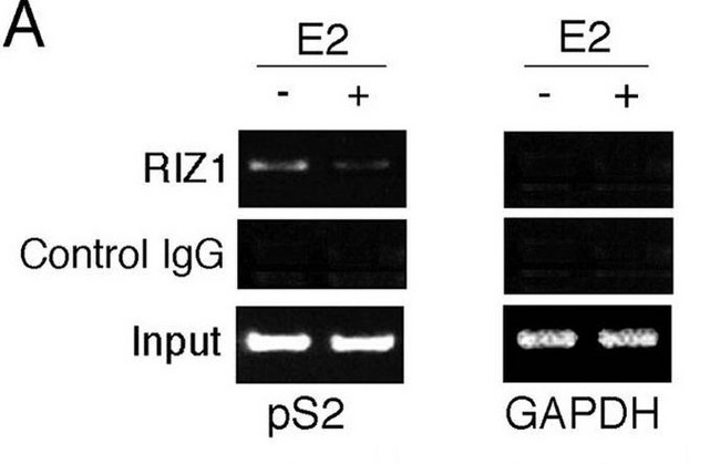 PRDM2 / RIZ1 Antibody - ChIP of estrogen target genes. (A) Soluble chromatin was prepared from MCF7 cells not treated or treated with E2 for 45 min. Immunoprecipitation was performed with antibody against RIZ1. DNA extractions were amplified by using primer sets that cover the pS2 gene promoter region or the GAPDH gene promoter. Adapted from Fig 6 in Carling et al., 2004 (see citation 2).