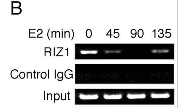 PRDM2 / RIZ1 Antibody - ChIP of estrogen target genes.(B) Time course of RIZ1 binding to the pS2 gene promoter. MCF7 cells treated with E2 for different periods of time, as indicated at the top of each lane, were processed for ChIP analysis. Immunoprecipitation was performed with antibody to RIZ1 and control immunoglobulin G as indicated. Adapted from Fig 6 in Carling et al., 2004 (see citation 2).
