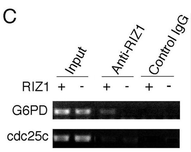 PRDM2 / RIZ1 Antibody - ChIP of estrogen target genes. (C) ChIP analysis was performed on RIZ1 knockout mouse embryonic fibroblasts by using anti-RIZ1 antibody. Immunoprecipitated chromatin DNA was analyzed by PCR with primers in the G6pd promoter region and in the cdc25c promoter region. Adapted from Fig 6 in Carling et al., 2004 (see citation 2).