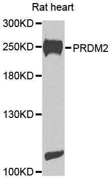 PRDM2 / RIZ1 Antibody - Western blot analysis of extracts of rat heart cells.