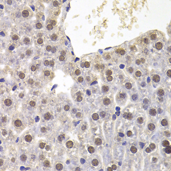 PRDM5 Antibody - Immunohistochemistry of paraffin-embedded mouse liver tissue.