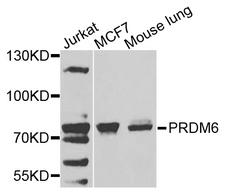 PRDM6 Antibody - Western blot analysis of extracts of various cells.