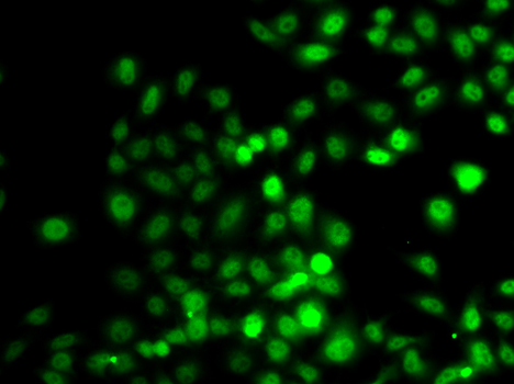 PRDM7 Antibody - Immunofluorescence analysis of A549 cells.