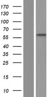 PRDM7 Protein - Western validation with an anti-DDK antibody * L: Control HEK293 lysate R: Over-expression lysate