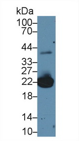 PRDX1 / Peroxiredoxin 1 Antibody - Western Blot; Sample: Mouse Liver lysate; Primary Ab: 2µg/ml Rabbit Anti-Mouse PRDX1 Antibody Second Ab: 0.2µg/mL HRP-Linked Caprine Anti-Rabbit IgG Polyclonal Antibody