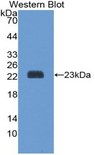 PRDX1 / Peroxiredoxin 1 Antibody - Western blot of recombinant PRDX1 / Peroxiredoxin 1.  This image was taken for the unconjugated form of this product. Other forms have not been tested.