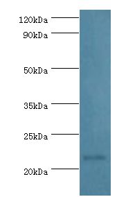 PRDX1 / Peroxiredoxin 1 Antibody - Western blot. All lanes: Peroxiredoxin-1 antibody at 2 ug/ml+HeLa whole cell lysate. Secondary antibody: Goat polyclonal to rabbit at 1:10000 dilution. Predicted band size: 22 kDa. Observed band size: 22 kDa.
