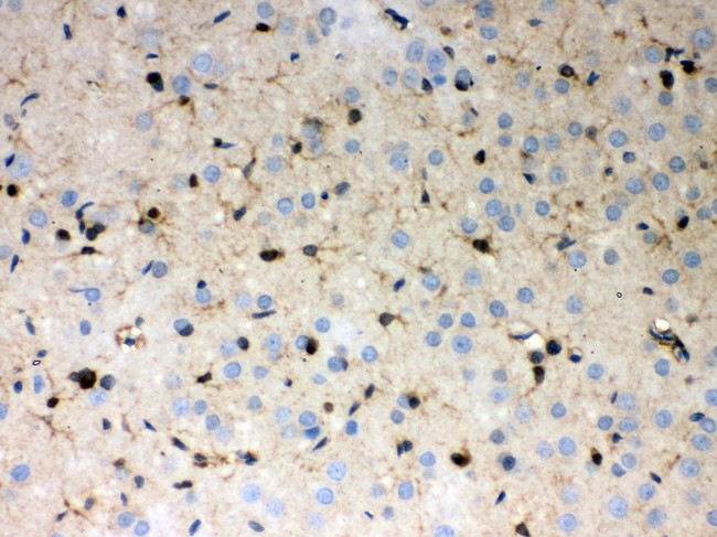 PRDX1 / Peroxiredoxin 1 Antibody - Peroxiredoxin 1 antibody IHC-paraffin: Rat Brain Tissue.