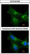 PRDX1 / Peroxiredoxin 1 Antibody - Immunofluorescence of methanol-fixed HeLa, using PRX I antibody at 1:200 dilution.