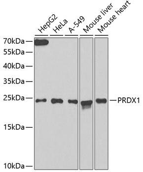 PRDX1 / Peroxiredoxin 1 Antibody - Western blot analysis of extracts of various cell lines using PRDX1 Polyclonal Antibody at dilution of 1:1000.