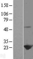 PRDX1 / Peroxiredoxin 1 Protein - Western validation with an anti-DDK antibody * L: Control HEK293 lysate R: Over-expression lysate