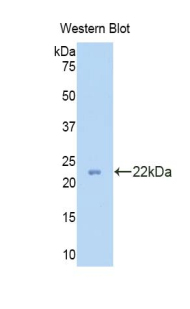 PRDX2 / Peroxiredoxin 2 Antibody - Western blot of recombinant PRDX2 / Peroxiredoxin 2.  This image was taken for the unconjugated form of this product. Other forms have not been tested.