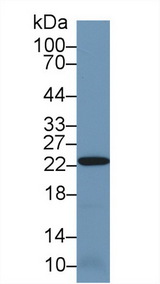 PRDX2 / Peroxiredoxin 2 Antibody - Western Blot; Sample: Mouse Kidney lysate; Primary Ab: 1µg/ml Rabbit Anti-Human PRDX2 Antibody Second Ab: 0.2µg/mL HRP-Linked Caprine Anti-Rabbit IgG Polyclonal Antibody