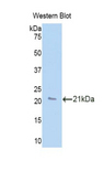 PRDX2 / Peroxiredoxin 2 Antibody - Western blot of recombinant PRDX2 / Peroxiredoxin 2.  This image was taken for the unconjugated form of this product. Other forms have not been tested.