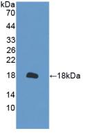 PRDX2 / Peroxiredoxin 2 Antibody - Western Blot; Sample: Recombinant PRDX2, Mouse.