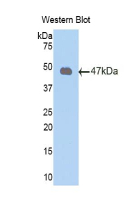 PRDX2 / Peroxiredoxin 2 Antibody - Western blot of recombinant PRDX2 / Peroxiredoxin 2.