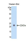PRDX2 / Peroxiredoxin 2 Antibody - Western blot of recombinant PRDX2 / Peroxiredoxin 2.