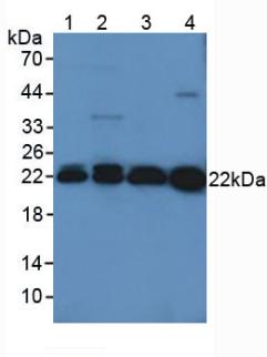 PRDX2 / Peroxiredoxin 2 Antibody - Western Blot; Sample: Lane1: Mouse Kidney Tissue; Lane2: Mouse Liver Tissue; Lane3: Rat Brain Tissue; Lane4: Rat Serum.