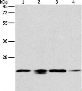 PRDX2 / Peroxiredoxin 2 Antibody - Western blot analysis of 293T, HeLa, PC3 and NIH/3T3 cell, using PRDX2 Polyclonal Antibody at dilution of 1:750.