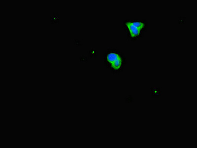 PRDX2 / Peroxiredoxin 2 Antibody - Immunofluorescent analysis of HepG2 cells diluted at 1:100 and Alexa Fluor 488-congugated AffiniPure Goat Anti-Rabbit IgG(H+L)
