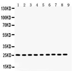 PRDX3 / Peroxiredoxin 3 Antibody - Peroxiredoxin 3 antibody Western blot. All lanes: Anti Peroxiredoxin 3 at 0.5 ug/ml. Lane 1: Rat Brain Tissue Lysate at 50 ug. Lane 2: Mouse Brain Tissue Lysate at 50 ug. Lane 3: Rat Skeletal Muscle Tissue Lysate at 50 ug. Lane 4: Mouse Skeletal Muscle Tissue Lysate at 50 ug. Lane 5: U20S Whole Cell Lysate at 40 ug. Lane 6: HELA Whole Cell Lysate at 40 ug. Lane 7: SMMC Whole Cell Lysate at 40 ug. Lane 8: RH35 Whole Cell Lysate at 40 ug. Lane 9: A549 Whole Cell Lysate at 40 ug. Predicted band size: 25 kD. Observed band size: 25 kD.