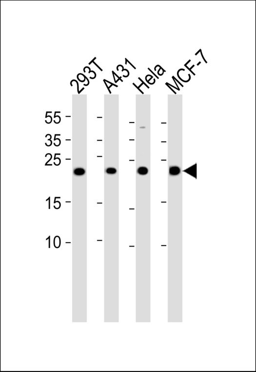 PRDX3 / Peroxiredoxin 3 Antibody - Western blot of lysates from 293T, A431, HeLa, MCF-7 cell line (from left to right) with PRDX3 Antibody. Antibody was diluted at 1:1000 at each lane. A goat anti-rabbit IgG H&L (HRP) at 1:5000 dilution was used as the secondary antibody. Lysates at 35 ug per lane.