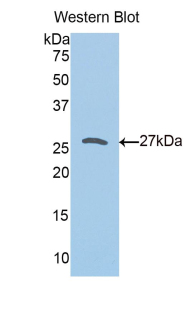 PRDX3 / Peroxiredoxin 3 Antibody - Western blot of recombinant PRDX3 / Peroxiredoxin 3.  This image was taken for the unconjugated form of this product. Other forms have not been tested.