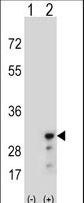 PRDX3 / Peroxiredoxin 3 Antibody - Western blot of PRDX3 (arrow) using rabbit polyclonal PRDX3 Antibody. 293 cell lysates (2 ug/lane) either nontransfected (Lane 1) or transiently transfected (Lane 2) with the PRDX3 gene.