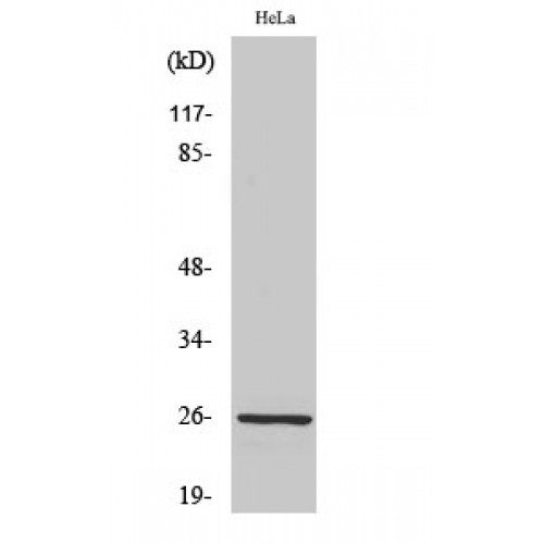 PRDX3 / Peroxiredoxin 3 Antibody - Western blot of PRX III antibody