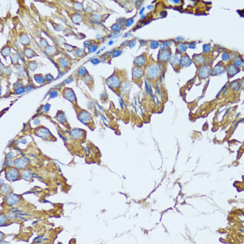 PRDX3 / Peroxiredoxin 3 Antibody - Immunohistochemistry of paraffin-embedded mouse testis tissue.