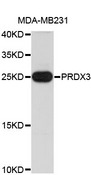 PRDX3 / Peroxiredoxin 3 Antibody - Western blot analysis of extracts of MDA-MB231 cells.