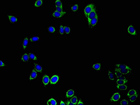 PRDX3 / Peroxiredoxin 3 Antibody - Immunofluorescent analysis of HepG2 cells using PRDX3 Antibody at a dilution of 1:100 and Alexa Fluor 488-congugated AffiniPure Goat Anti-Rabbit IgG(H+L)