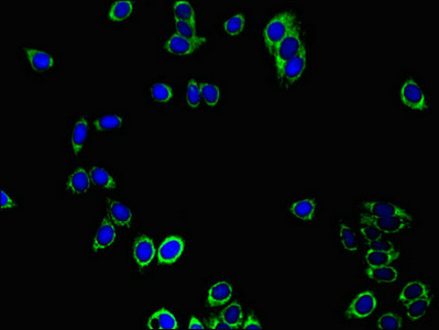 PRDX3 / Peroxiredoxin 3 Antibody - Immunofluorescent analysis of HepG2 cells using PRDX3 Antibody at dilution of 1:100 and Alexa Fluor 488-congugated AffiniPure Goat Anti-Rabbit IgG(H+L)
