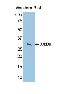 PRDX4 / Peroxiredoxin 4 Antibody - Western blot of recombinant PRDX4 / Peroxiredoxin 4.  This image was taken for the unconjugated form of this product. Other forms have not been tested.