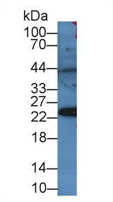 PRDX4 / Peroxiredoxin 4 Antibody - Western Blot; Sample: Rat Serum; Primary Ab: 2µg/mL Rabbit Anti-Mouse PRDX4 Antibody Second Ab: 0.2µg/mL HRP-Linked Caprine Anti-Rabbit IgG Polyclonal Antibody