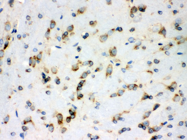 PRDX4 / Peroxiredoxin 4 Antibody - Peroxiredoxin 4 antibody IHC-paraffin: Rat Brain Tissue.