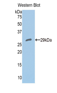 PRDX4 / Peroxiredoxin 4 Antibody - Western blot of recombinant PRDX4 / Peroxiredoxin 4.  This image was taken for the unconjugated form of this product. Other forms have not been tested.