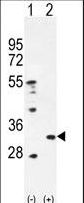 PRDX4 / Peroxiredoxin 4 Antibody - Western blot of PRDX4 (arrow) using rabbit polyclonal PRDX4 Antibody. 293 cell lysates (2 ug/lane) either nontransfected (Lane 1) or transiently transfected (Lane 2) with the PRDX4 gene.
