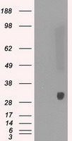 PRDX4 / Peroxiredoxin 4 Antibody - HEK293T cells were transfected with the pCMV6-ENTRY control (Left lane) or pCMV6-ENTRY PRDX4 (Right lane) cDNA for 48 hrs and lysed. Equivalent amounts of cell lysates (5 ug per lane) were separated by SDS-PAGE and immunoblotted with anti-PRDX4.