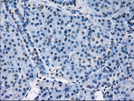 PRDX4 / Peroxiredoxin 4 Antibody - IHC of paraffin-embedded Human pancreas tissue using anti-PRDX4 mouse monoclonal antibody.