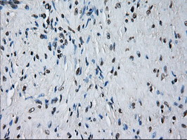 PRDX4 / Peroxiredoxin 4 Antibody - IHC of paraffin-embedded Human prostate tissue using anti-PRDX4 mouse monoclonal antibody.