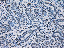 PRDX4 / Peroxiredoxin 4 Antibody - Anti-PRDX4 mouse monoclonal antibody  immunofluorescent staining of COS7 cells transiently transfected by pCMV6-ENTRY PRDX4.