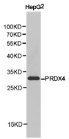 PRDX4 / Peroxiredoxin 4 Antibody - Western blot of extracts of HepG2 cell line, using PRDX4 antibody.