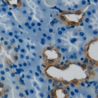 PRDX4 / Peroxiredoxin 4 Antibody - Immunohistochemical analysis of PRDX4 staining in human kidney formalin fixed paraffin embedded tissue section. The section was pre-treated using heat mediated antigen retrieval with sodium citrate buffer (pH 6.0). The section was then incubated with the antibody at room temperature and detected using an HRP conjugated compact polymer system. DAB was used as the chromogen. The section was then counterstained with hematoxylin and mounted with DPX.
