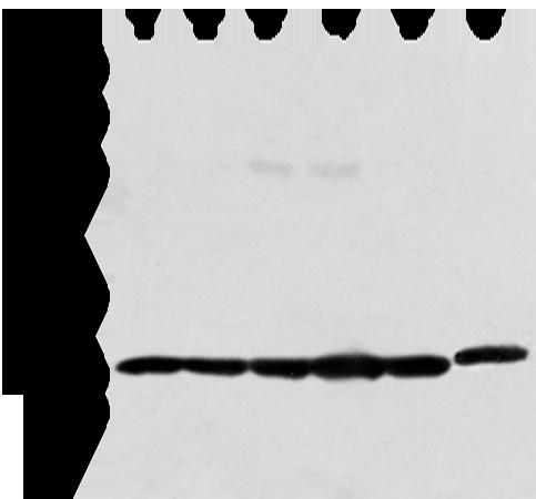 PRDX4 / Peroxiredoxin 4 Antibody - Western blot analysis of 293T Raji and Hela cell  using PRDX4 Polyclonal Antibody at dilution of 1:400