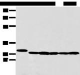 PRDX4 / Peroxiredoxin 4 Antibody - Western blot analysis of 293T HepG2 K562 and MCF-7 cell  using PRDX4 Polyclonal Antibody at dilution of 1:350