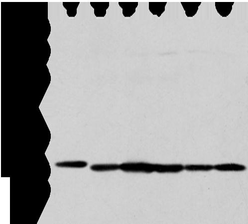 PRDX4 / Peroxiredoxin 4 Antibody - Western blot analysis of 293T HepG2 K562 and MCF-7 cell  using PRDX4 Polyclonal Antibody at dilution of 1:300